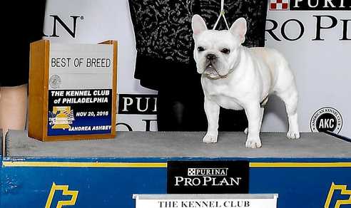 kennel club french bulldog puppies